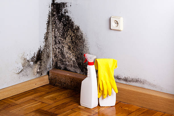 Best Water Damage & Mold Remediation  in Jamestown, CA